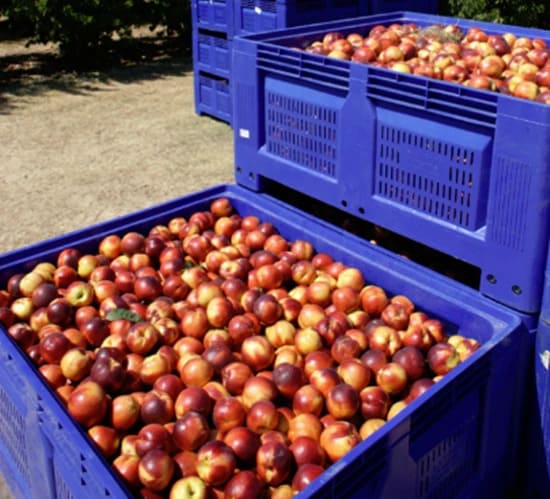 harvest-season-fruit-picking-plastic-pallet-box harvest-season-fruit-picking-plastic-pallet-box